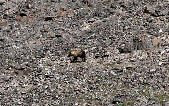 Grizzly Moth Site